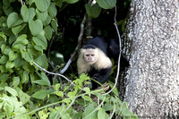 White faced capuchin monkey  (3)