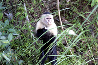 White faced capuchin monkey  (2)