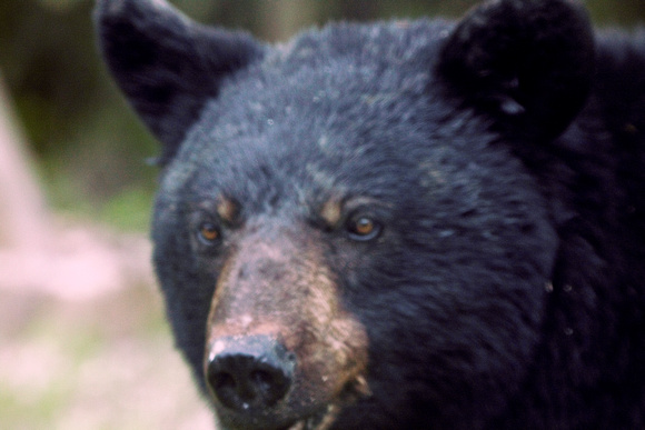 Black Bear close up