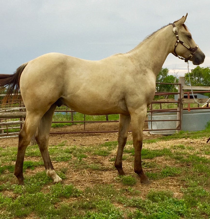 Chex as a Yearling