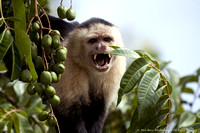 White faced capuchin monkey  (6)