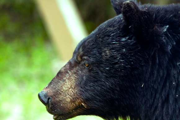 Black Bear - Profile
