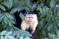 White faced capuchin monkey  (7)