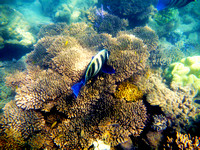 Reef Sprinter - Low Isles (Australia)