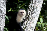 White faced capuchin monkey  (5)