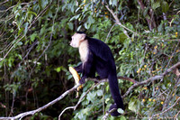 White faced capuchin monkey  (8)