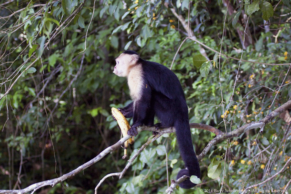 White faced capuchin monkey  (8)