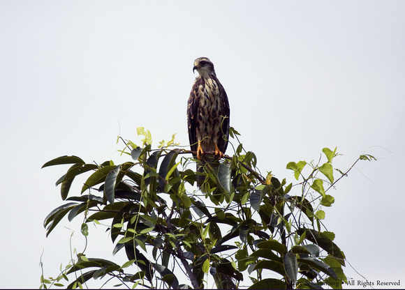 Young Snail Kite