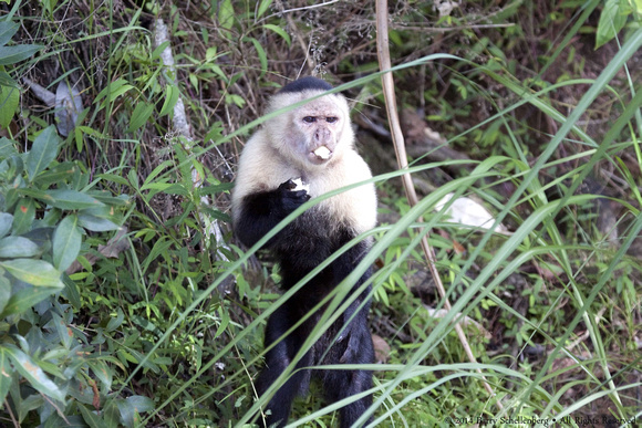 White faced capuchin monkey  (2)