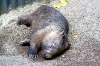 Wombat-napping