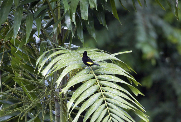 Flame Rumped Tanager
