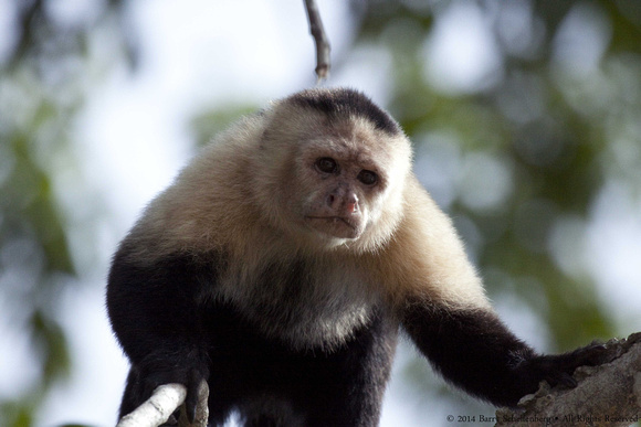White faced capuchin monkey  (4)