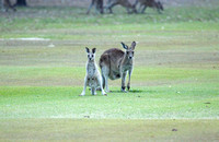 Australia Kangaroos